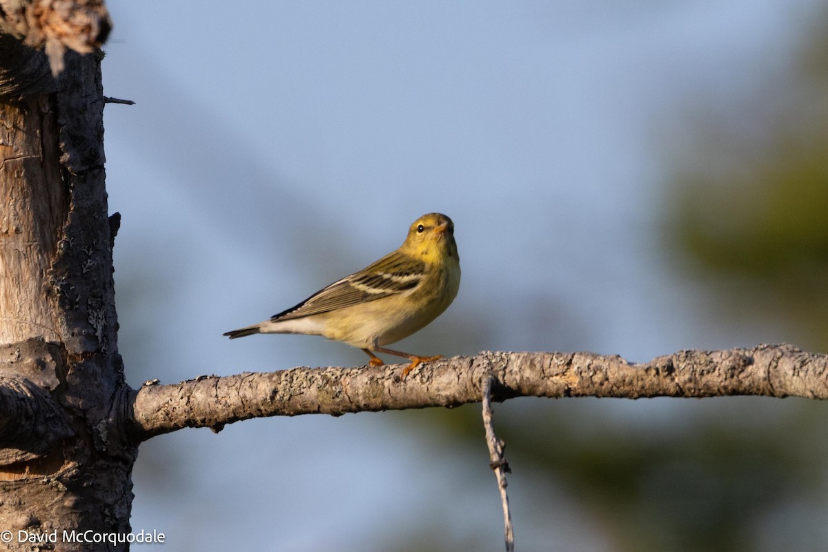 Blackpoll Warbler - ML641337155