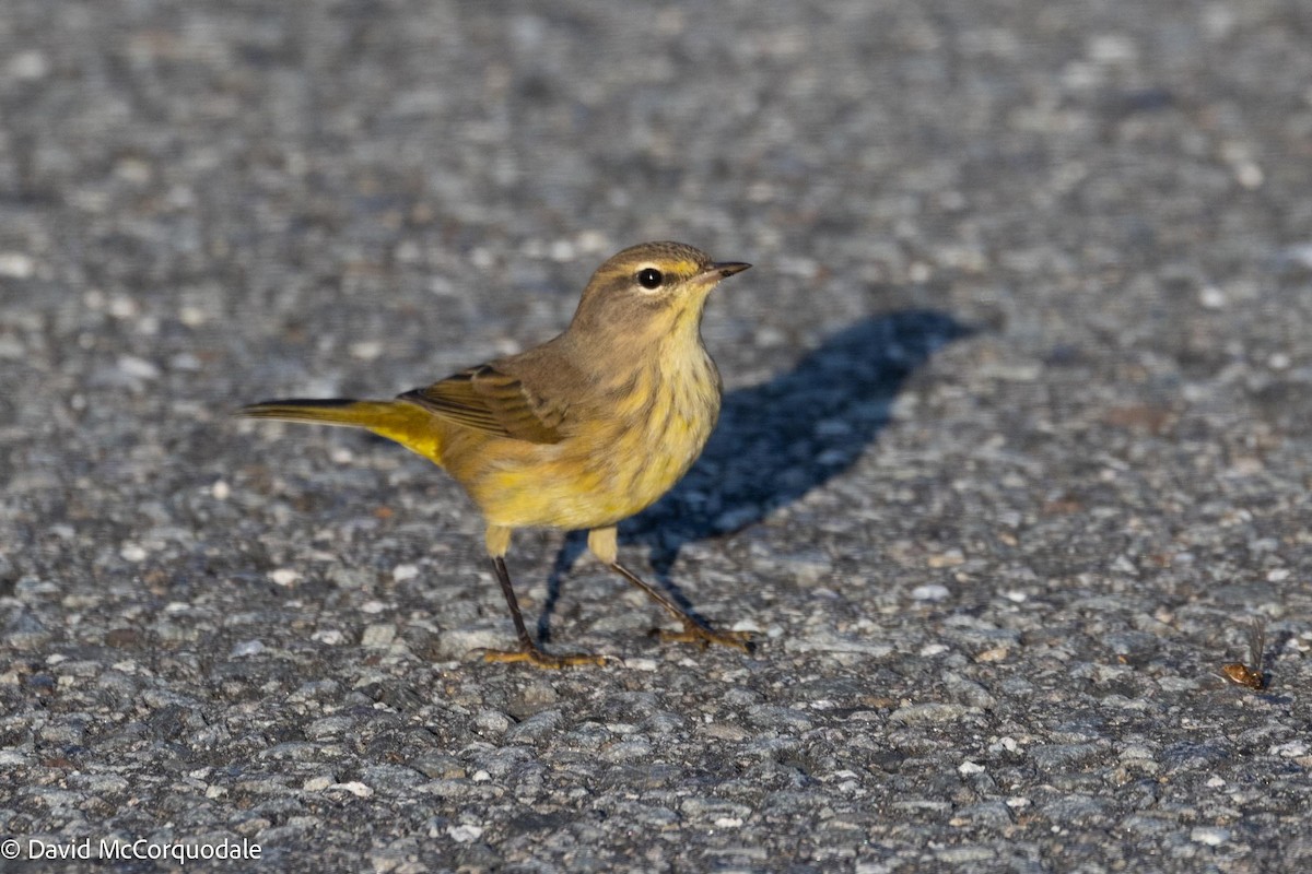 Palm Warbler - ML641337157