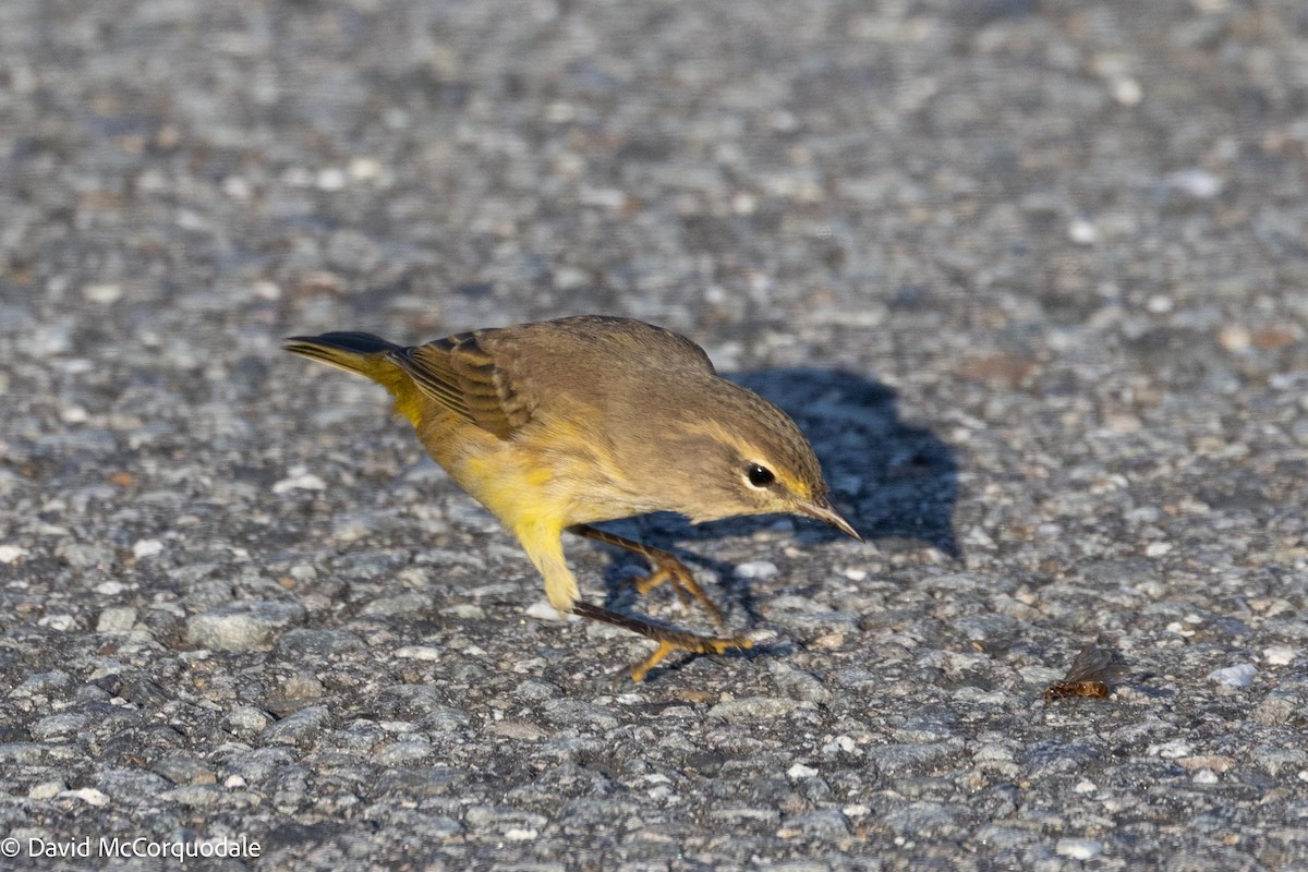 Palm Warbler - ML641337159