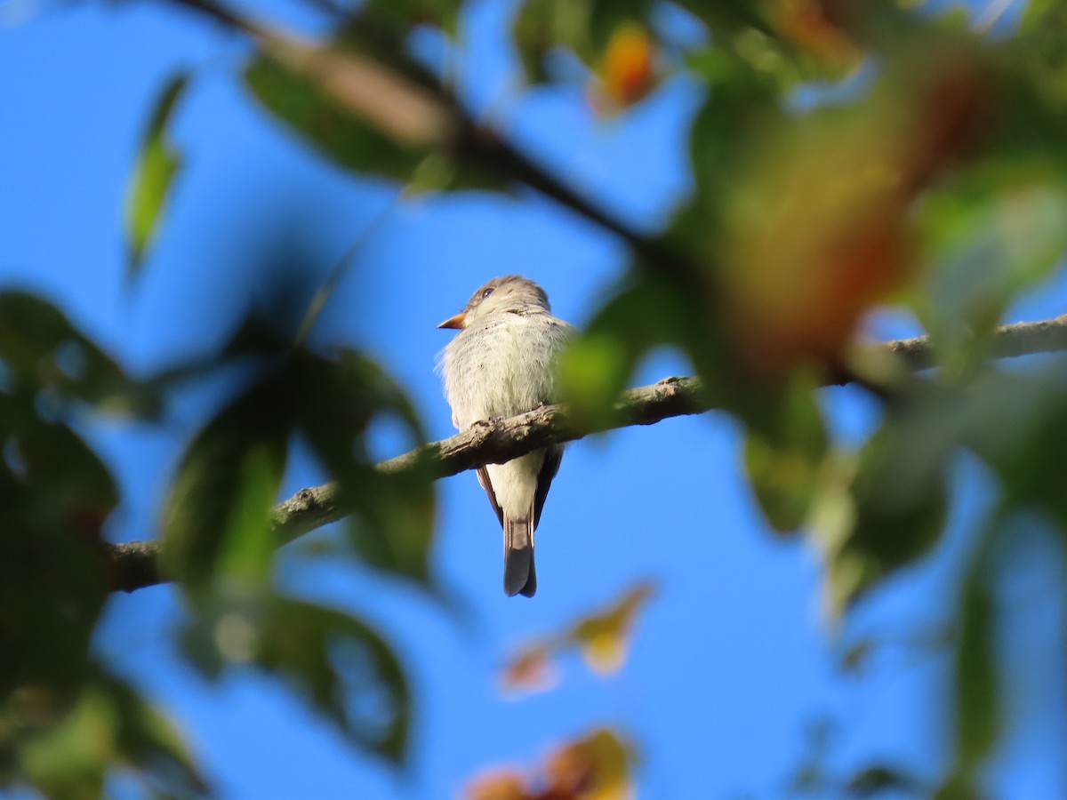 Eastern Wood-Pewee - ML641337160