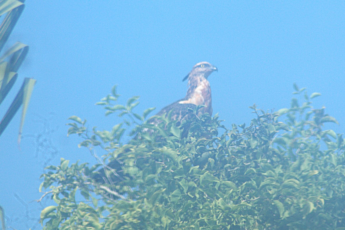 Liztorjale ekialdetarra - ML641337161