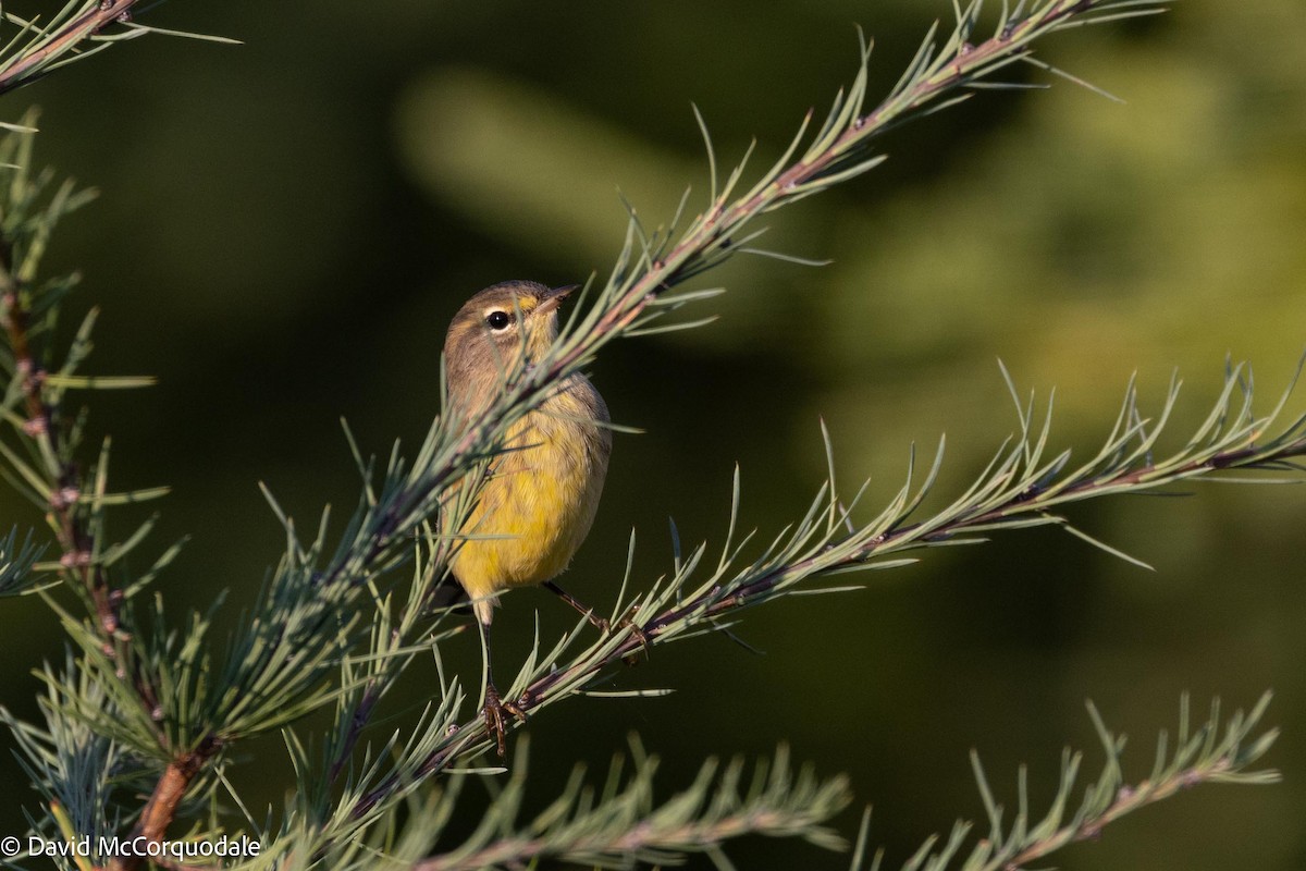 Palm Warbler - ML641337163
