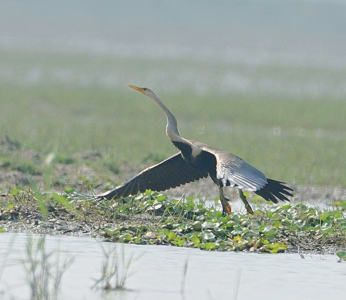 Oriental Darter - ML641337167