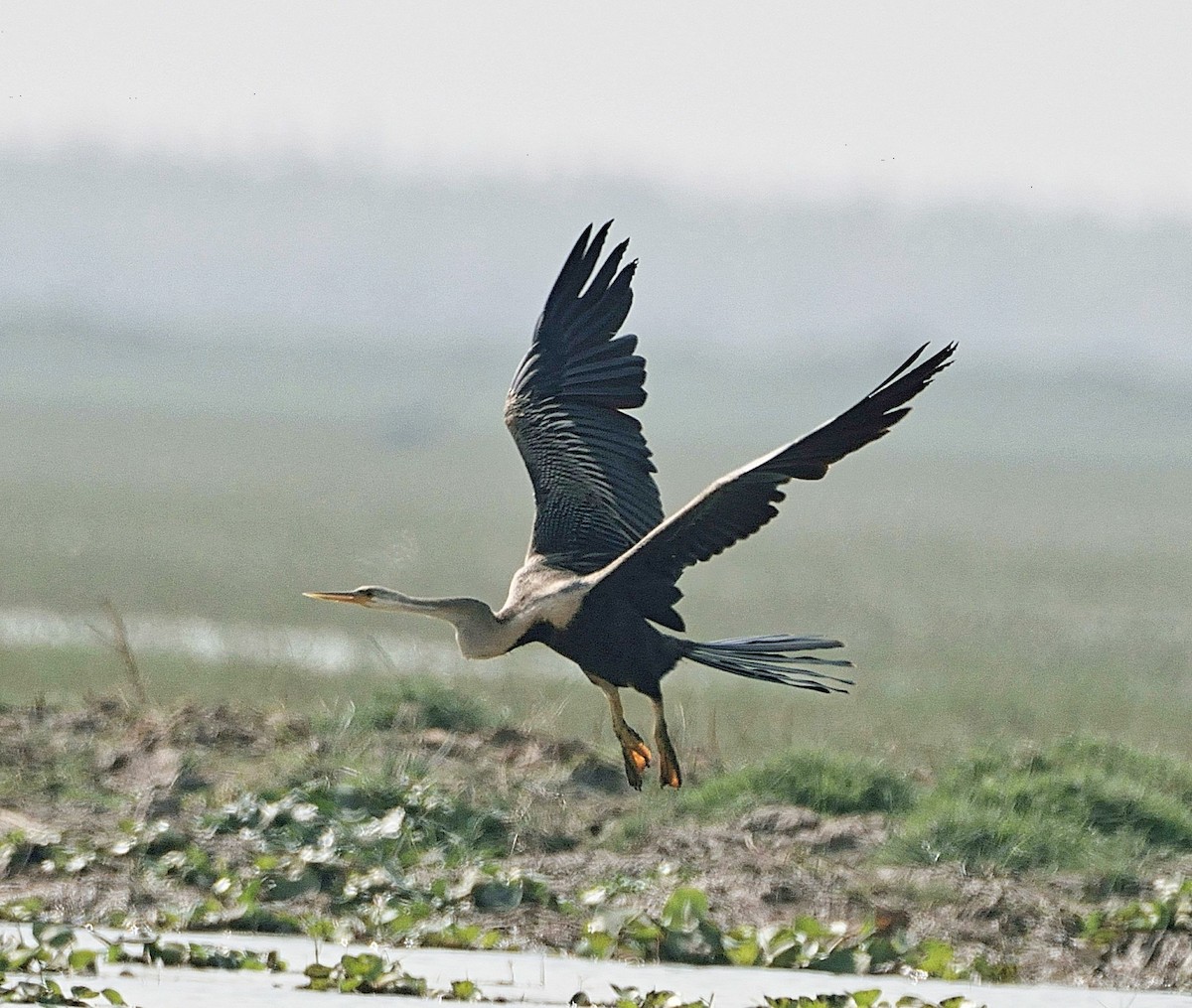 Oriental Darter - ML641337169