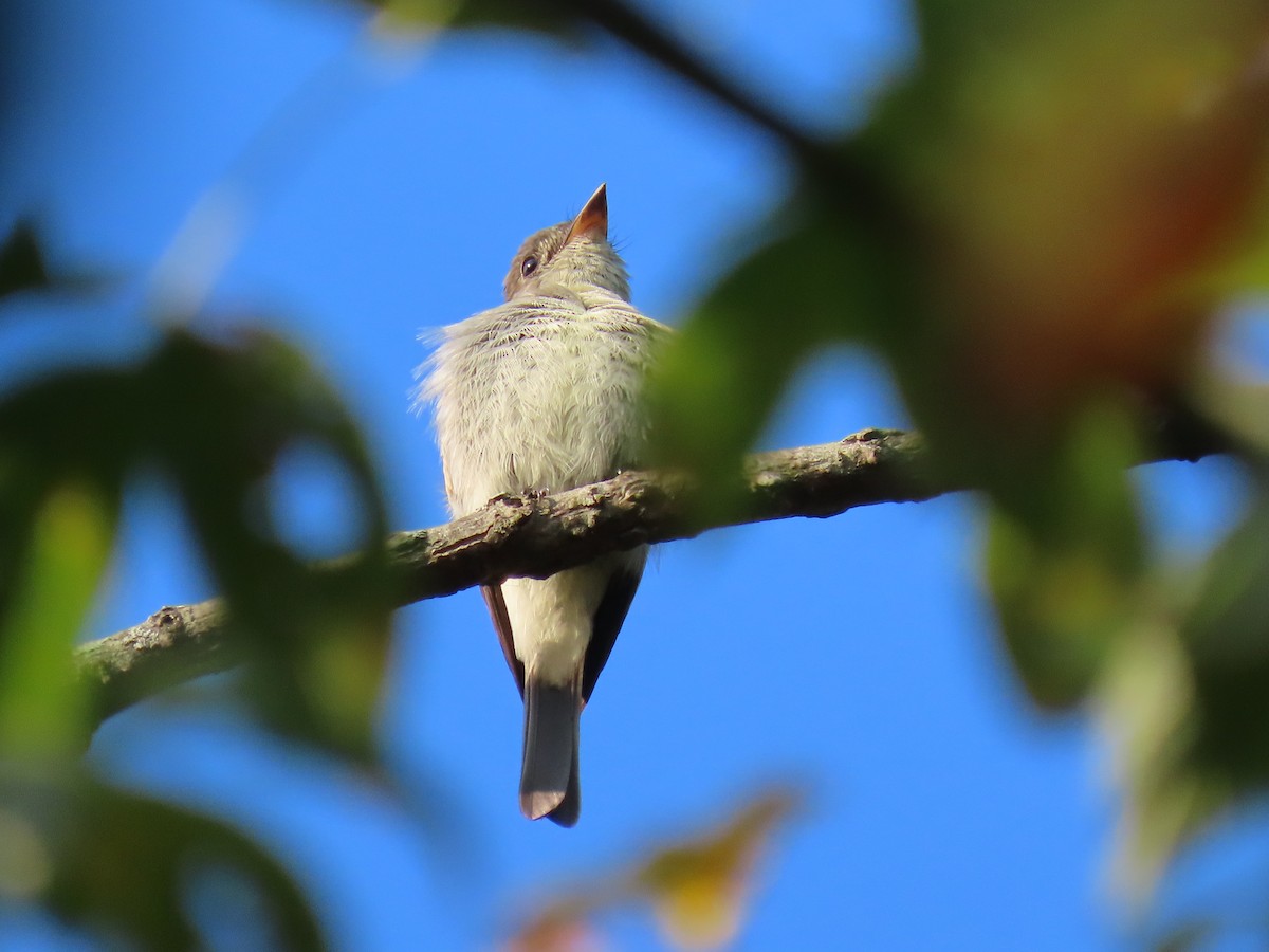 Eastern Wood-Pewee - ML641337170
