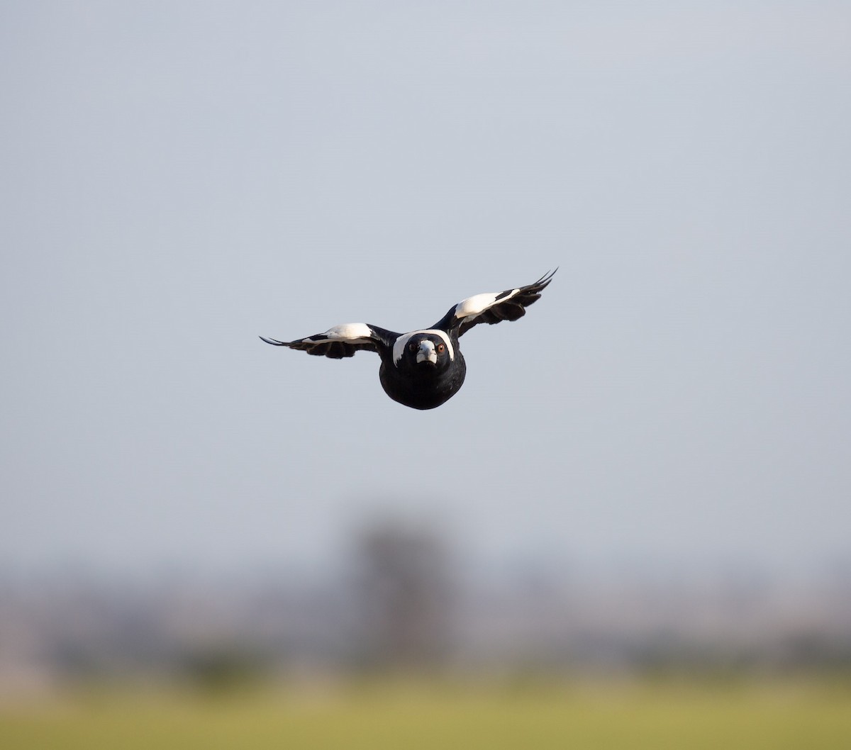 Australian Magpie - ML641337171