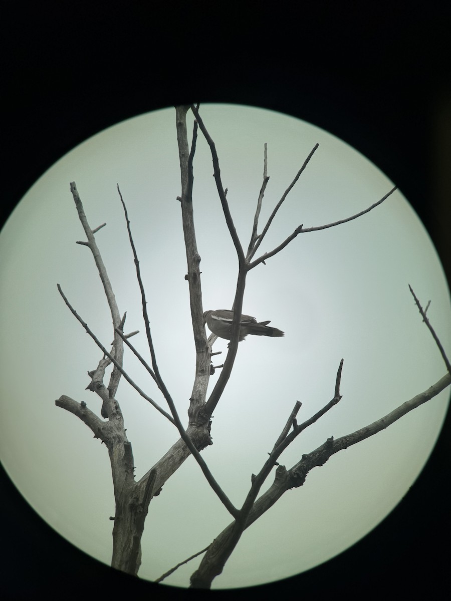 White-winged Dove - ML641337187