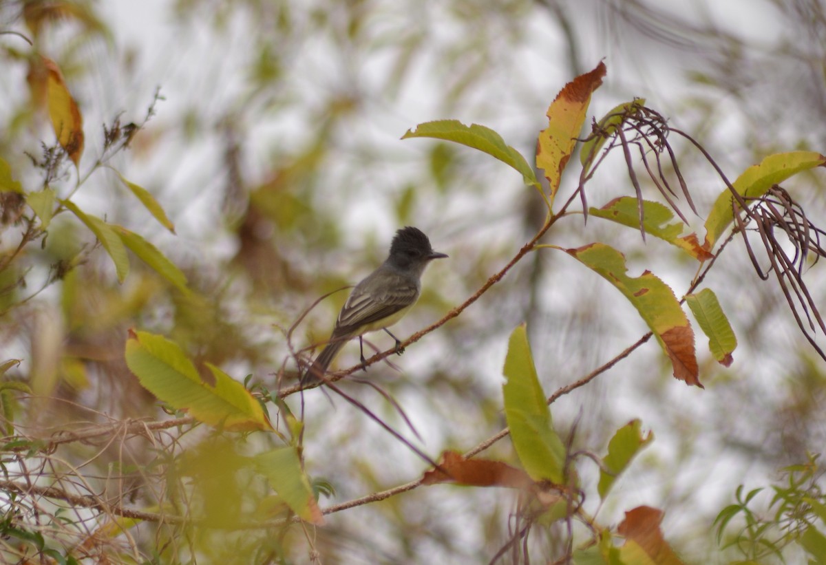 Sooty-crowned Flycatcher - ML641337230