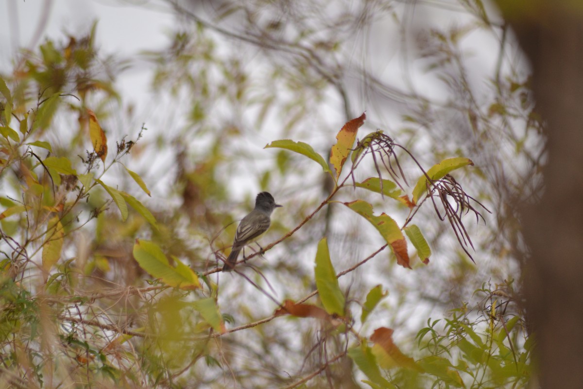 Sooty-crowned Flycatcher - ML641337233