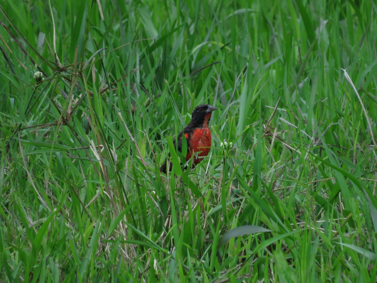 Red-breasted Meadowlark - ML641337259