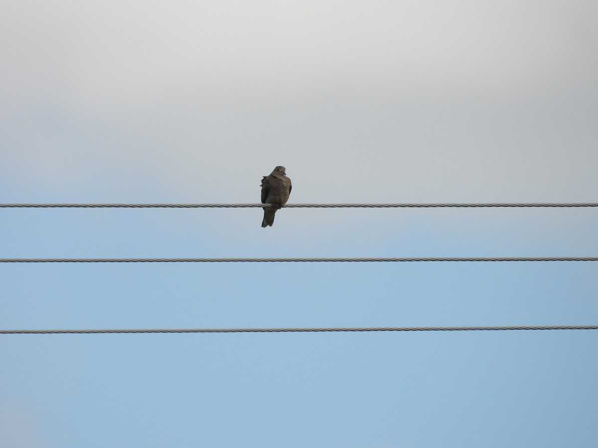 pigeon/dove sp. - ML641337277