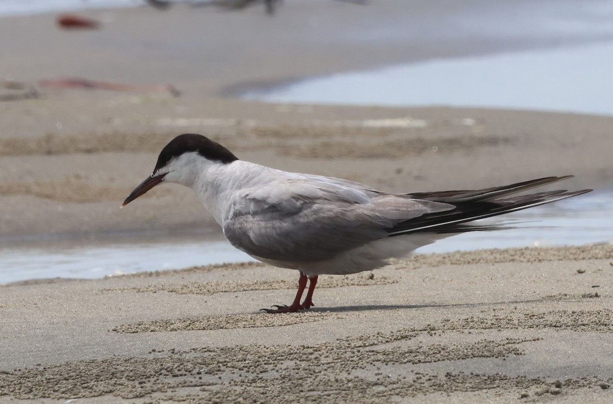 Common Tern - ML641337290