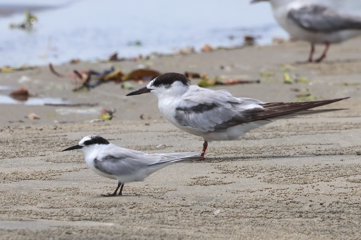 Common Tern - ML641337291