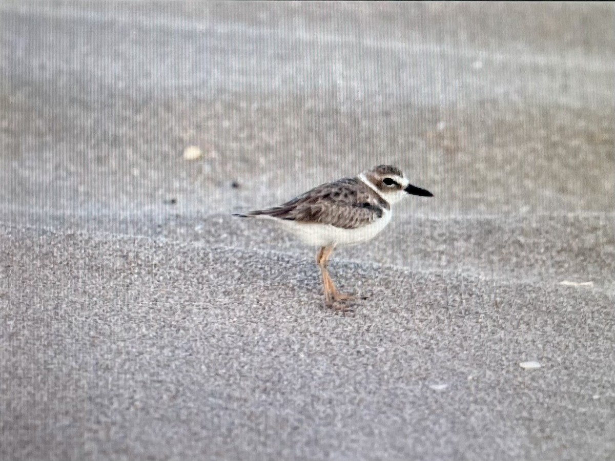 Wilson's Plover - ML641337294