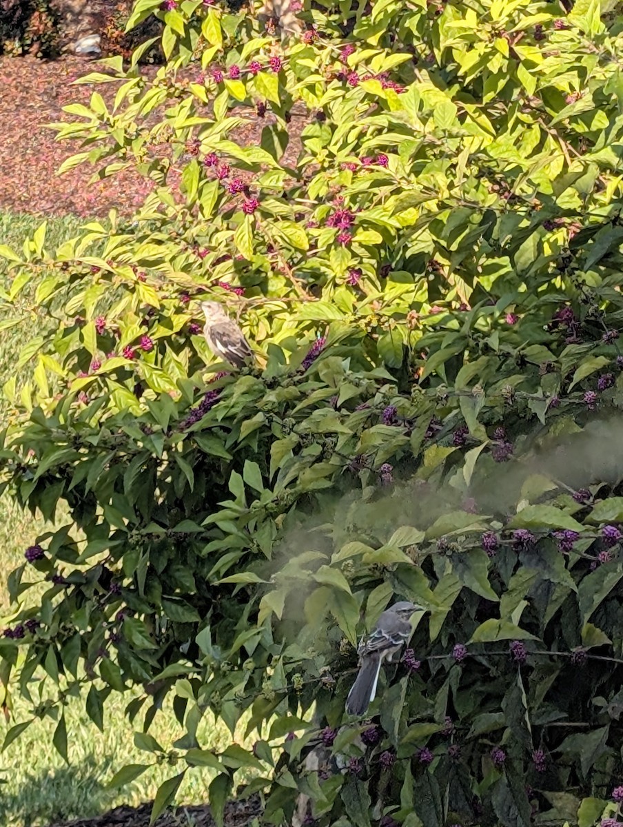 Northern Mockingbird - ML641337302