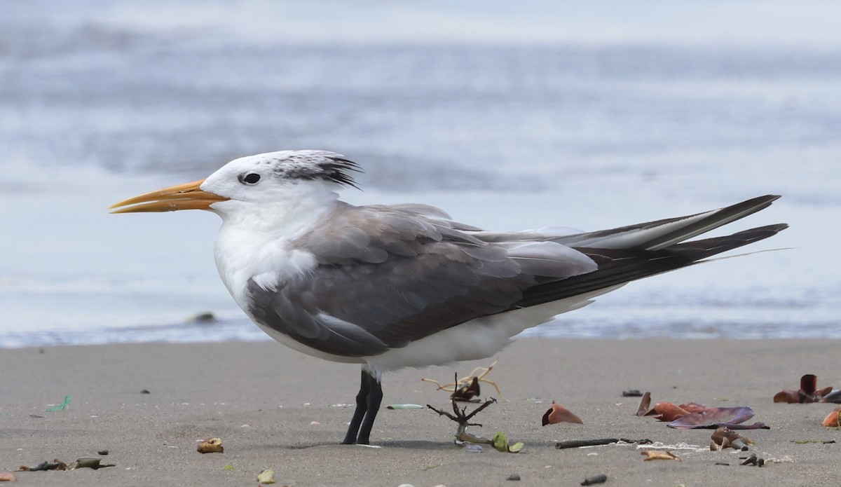 Great Crested Tern - ML641337317