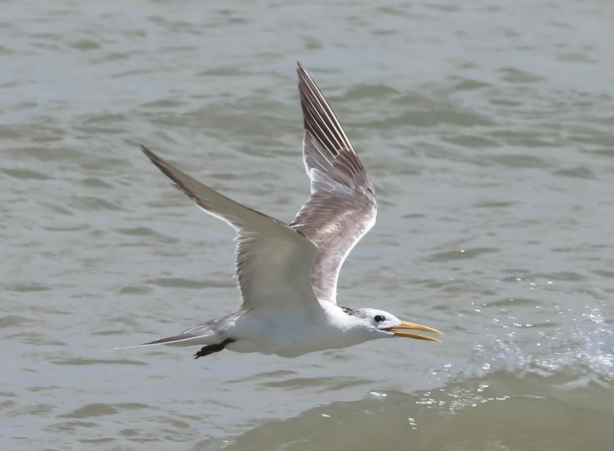 Great Crested Tern - ML641337318