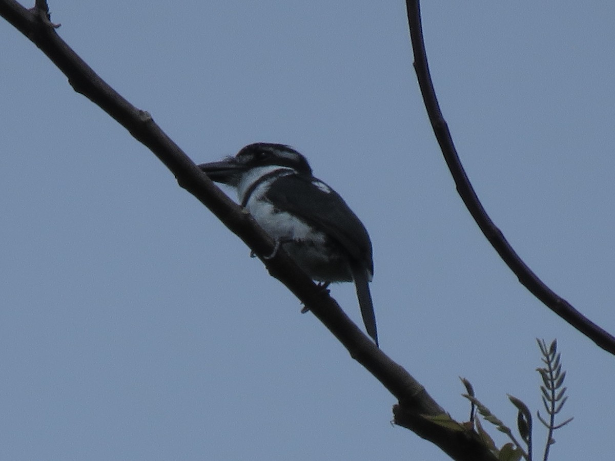 Pied Puffbird - ML641337372