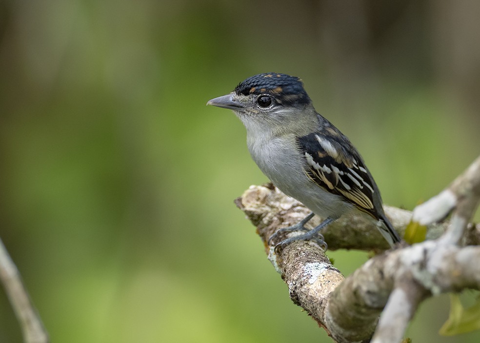 Black-capped Becard - ML641337387