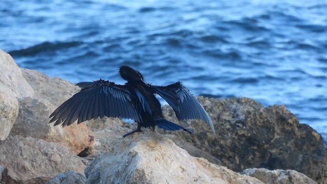Anhinga - ML641337413