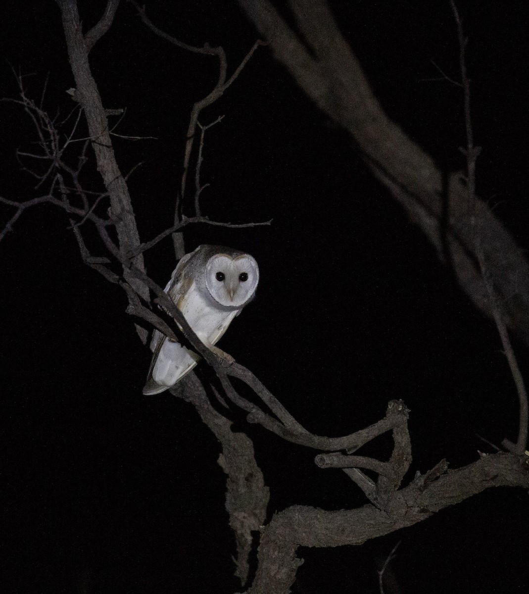 Eastern Barn Owl - ML641337420