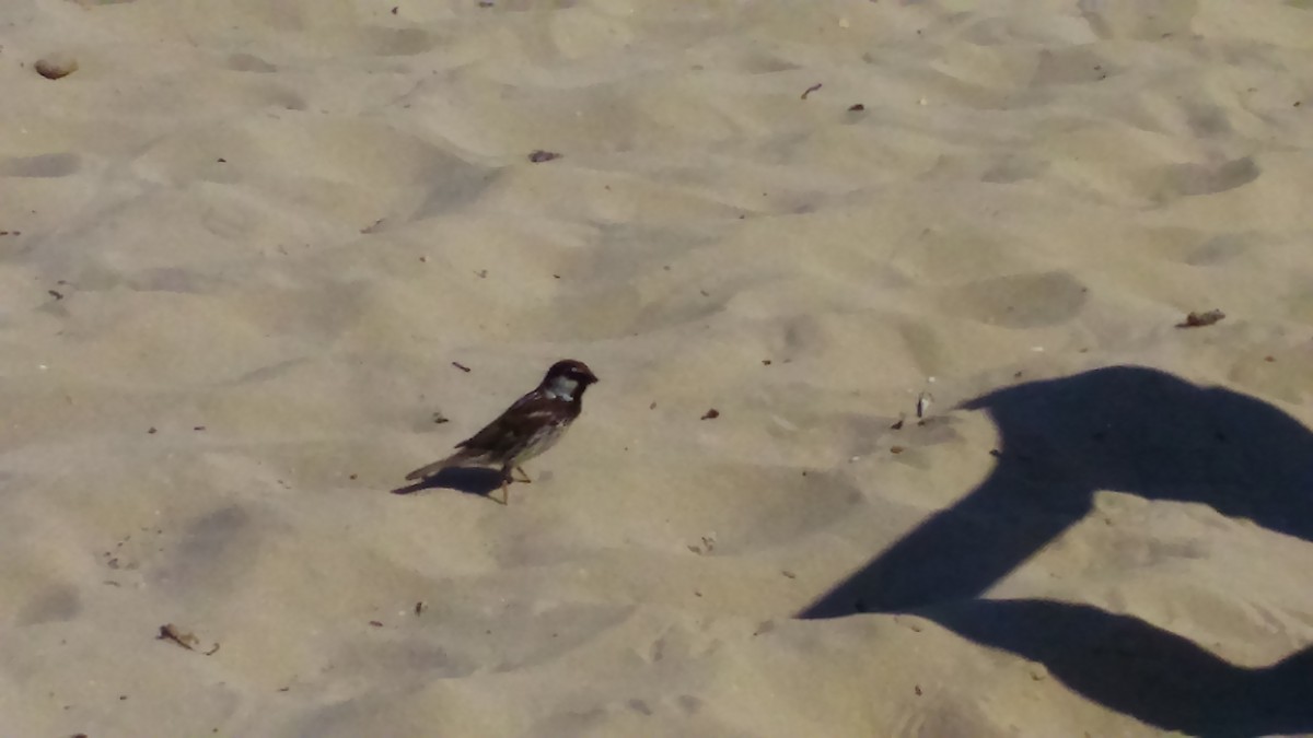 Spanish Sparrow - ML641337430