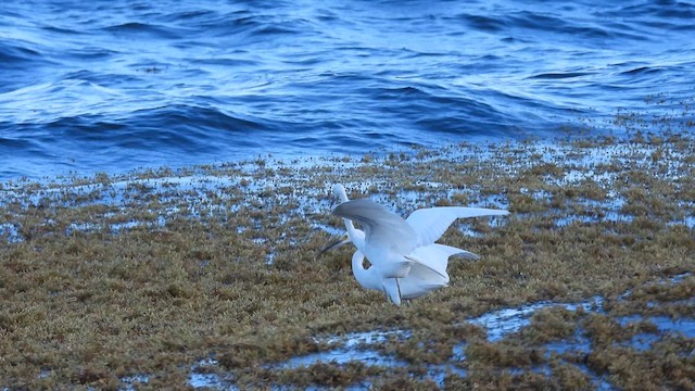 Snowy Egret - ML641337453