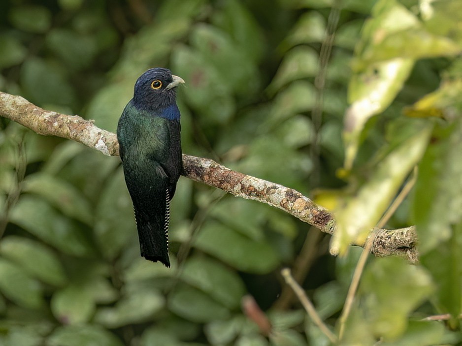amazontrogon - ML641337454