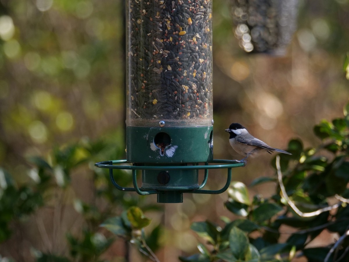 Carolina Chickadee - Sarah & Nick