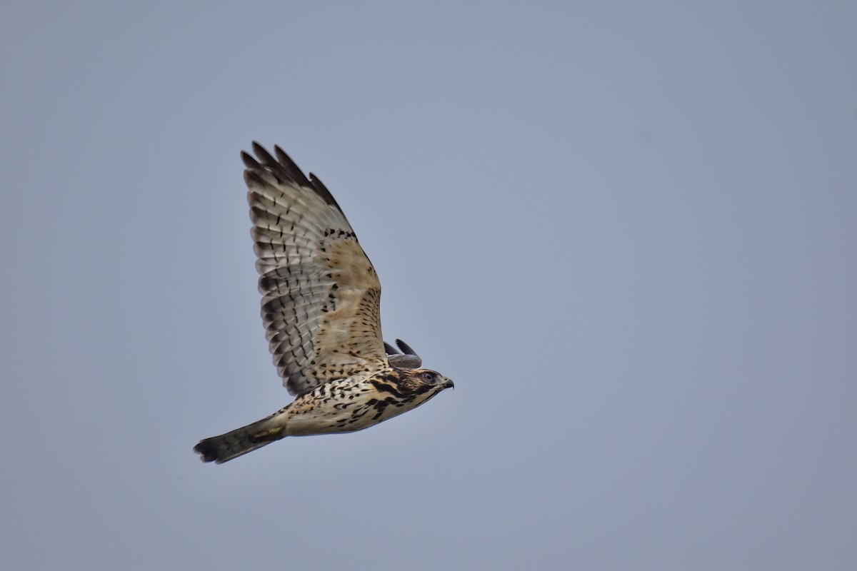 Broad-winged Hawk - ML641337556
