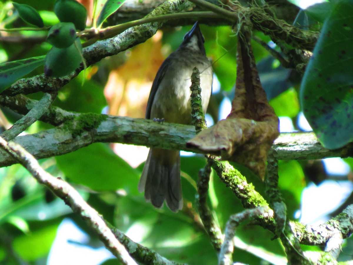 Cinnamon-bellied Saltator - ML641337571