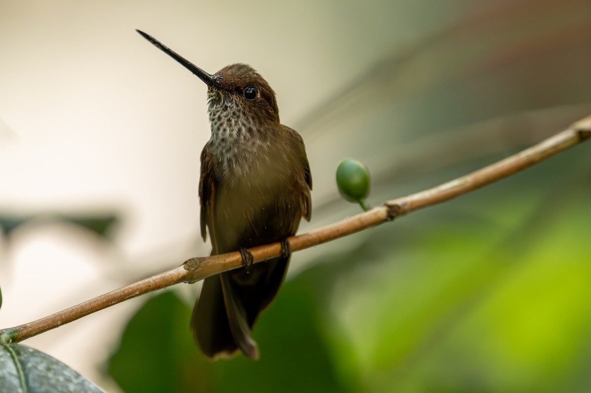 Bronzy Inca - ML641337581