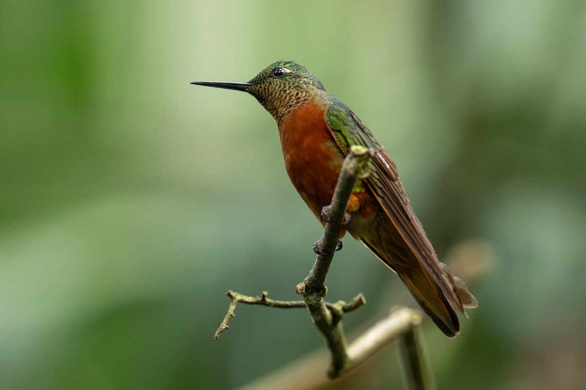 Rotbauchkolibri - ML641337582