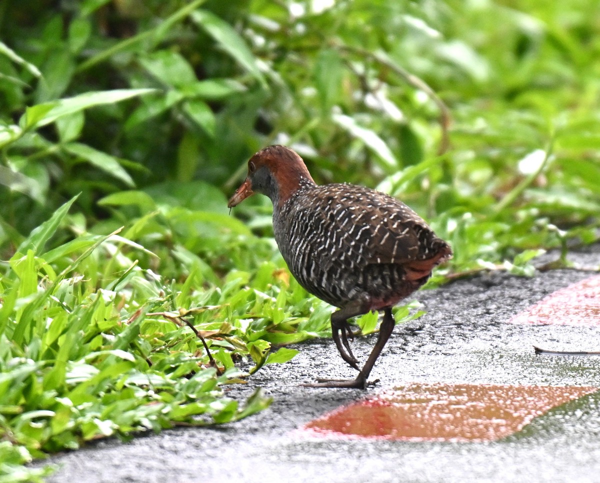 Slaty-breasted Rail - ML641337583
