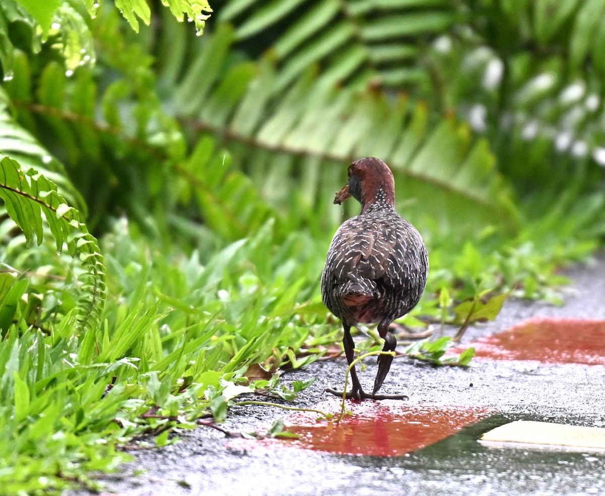 Slaty-breasted Rail - ML641337584