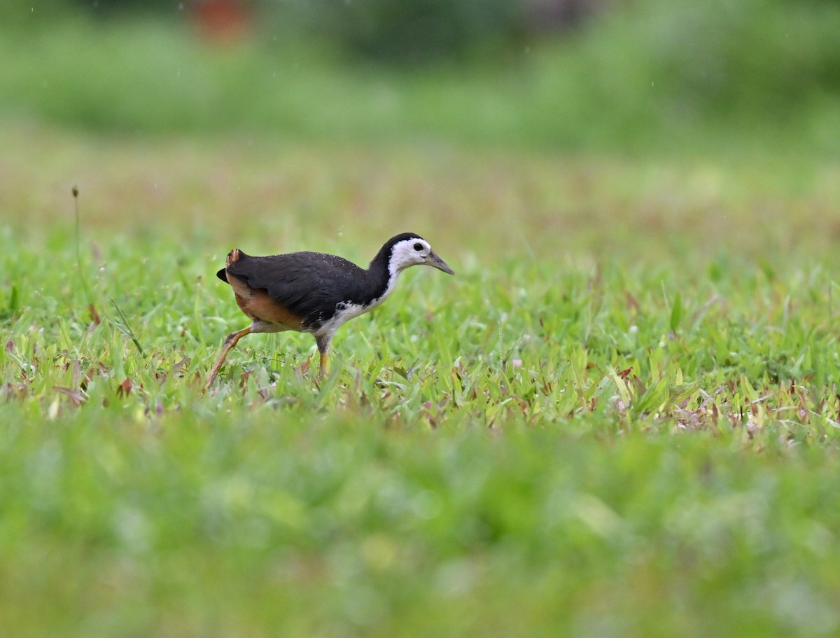 White-breasted Waterhen - ML641337589