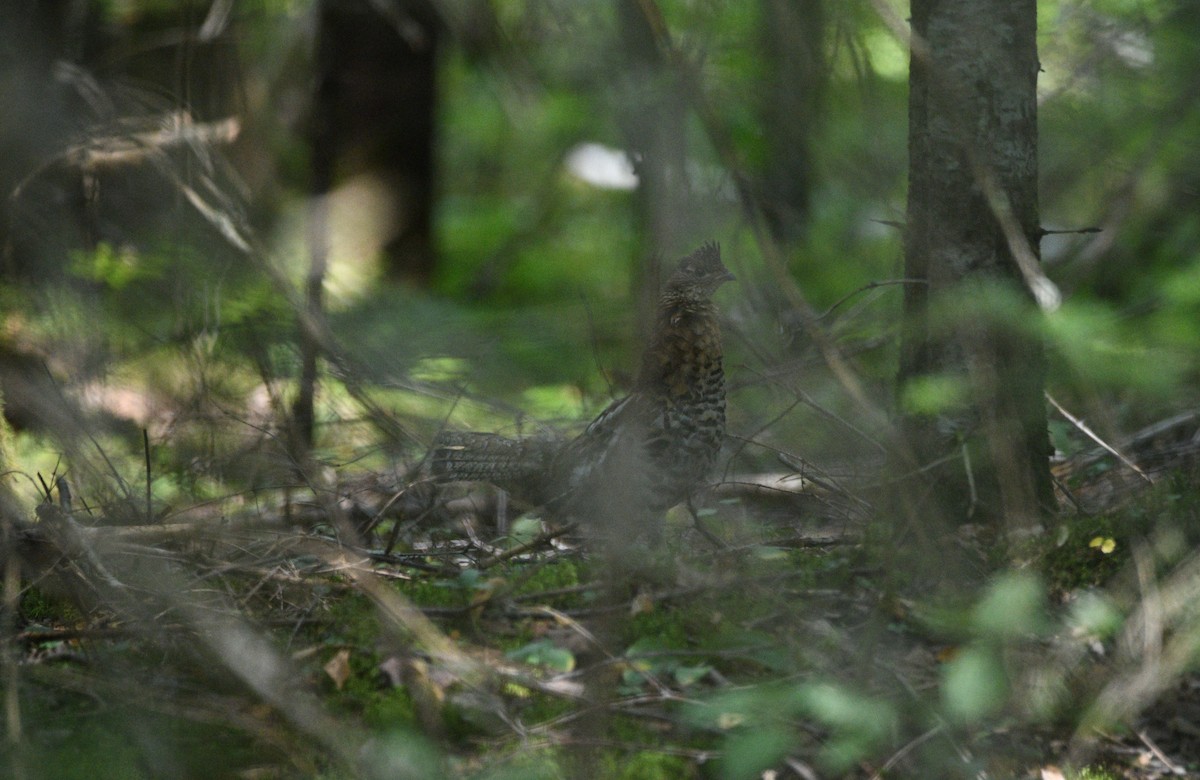 jeřábek kanadský - ML641337595