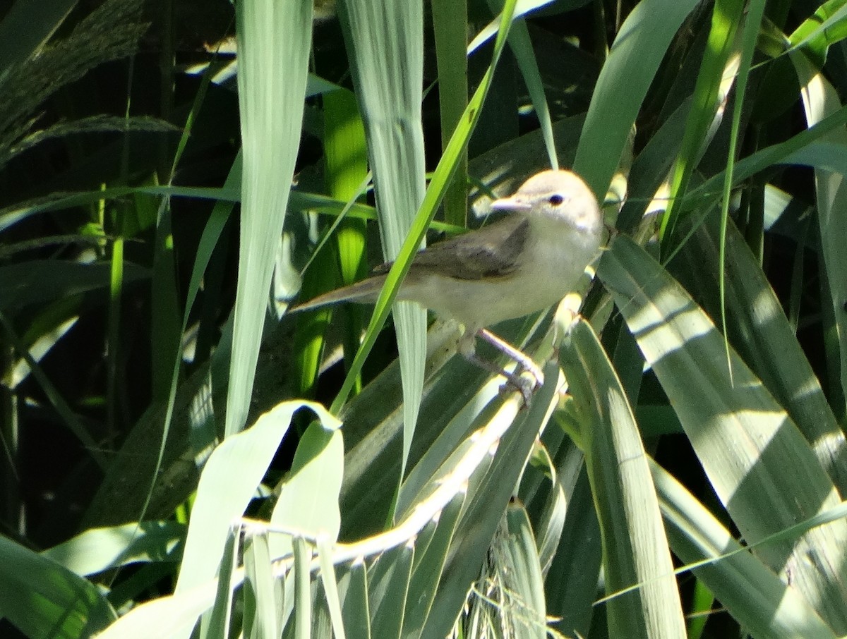 Eastern Olivaceous Warbler - ML641337616