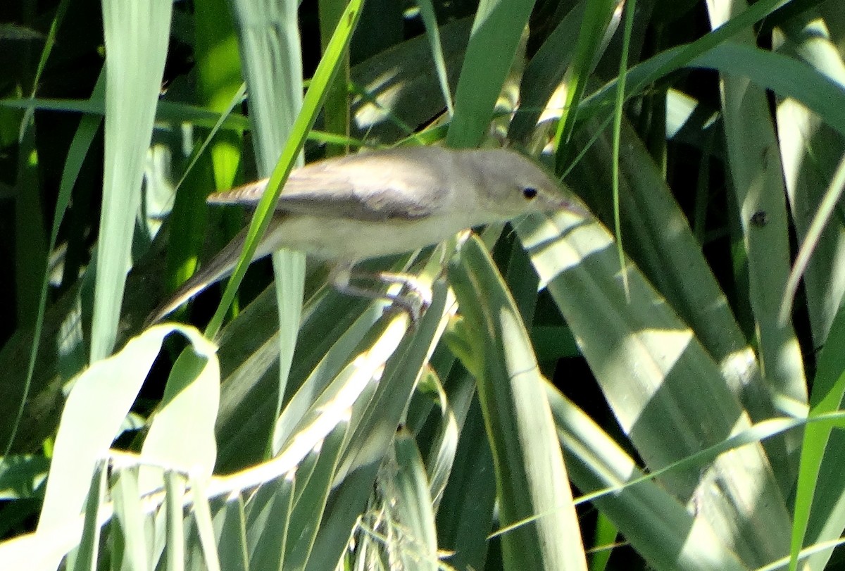 Eastern Olivaceous Warbler - ML641337617