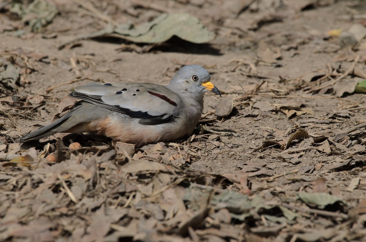 Croaking Ground Dove - ML641337639