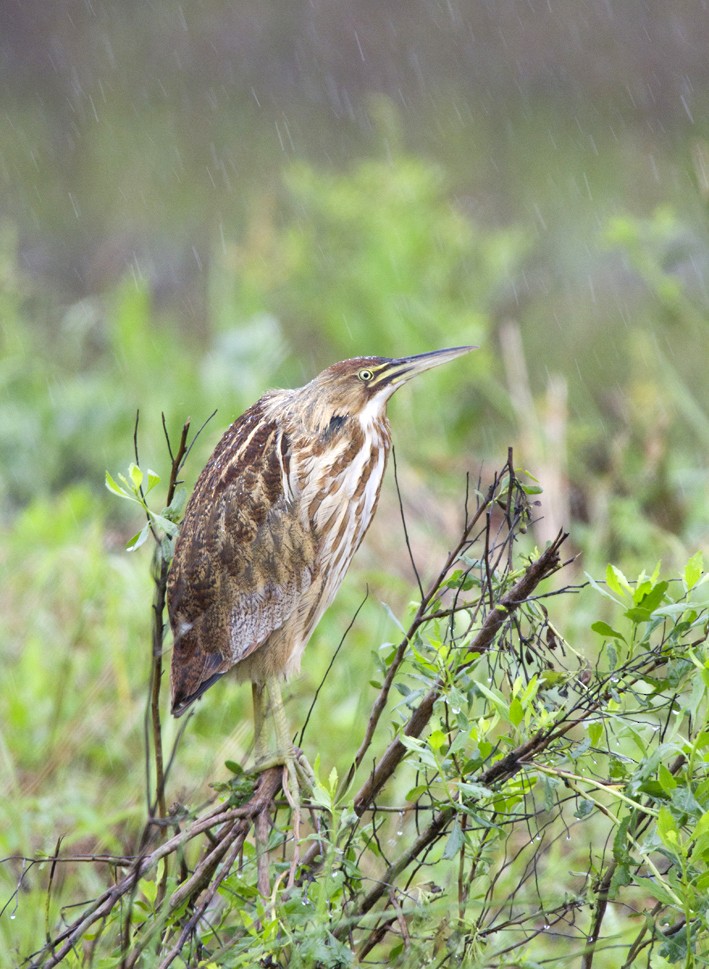 American Bittern - ML641337658