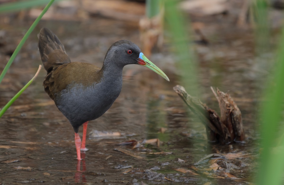 Plumbeous Rail - ML641337672