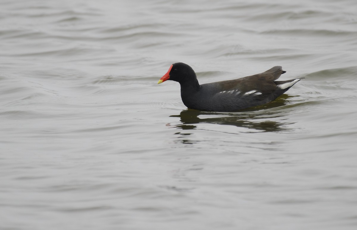 Common Gallinule (American) - ML641337676