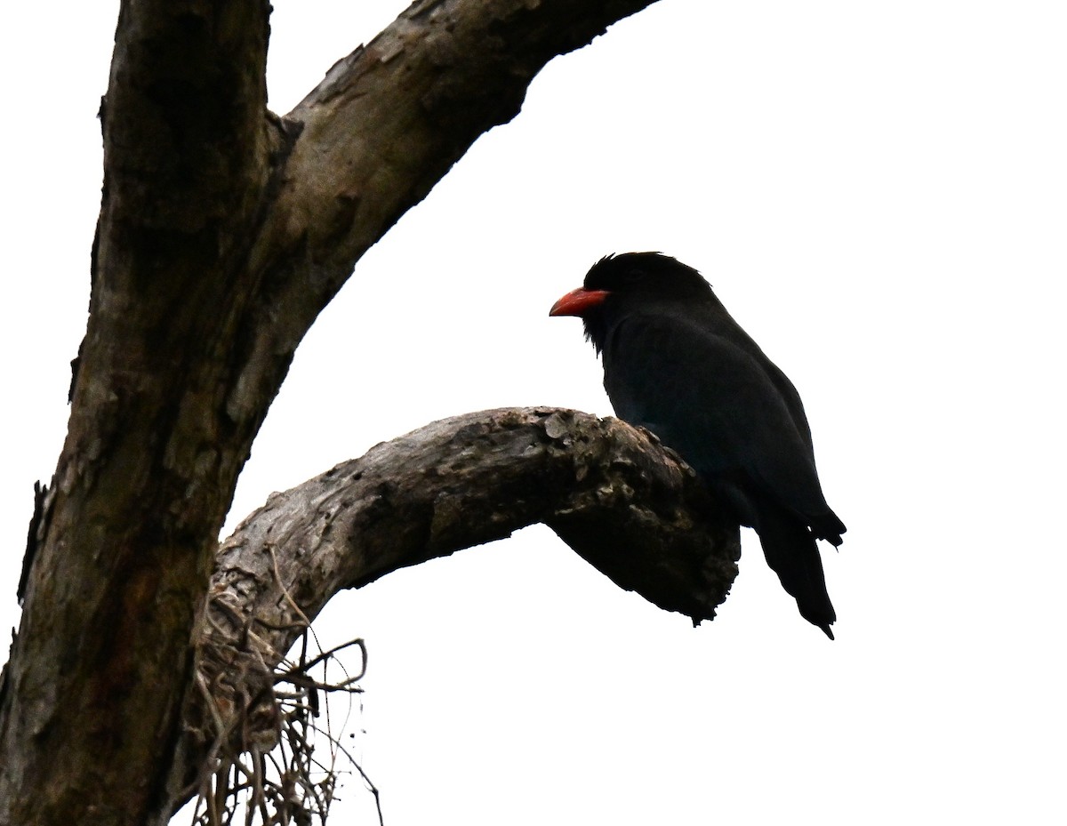 Dollarbird - ML641337684