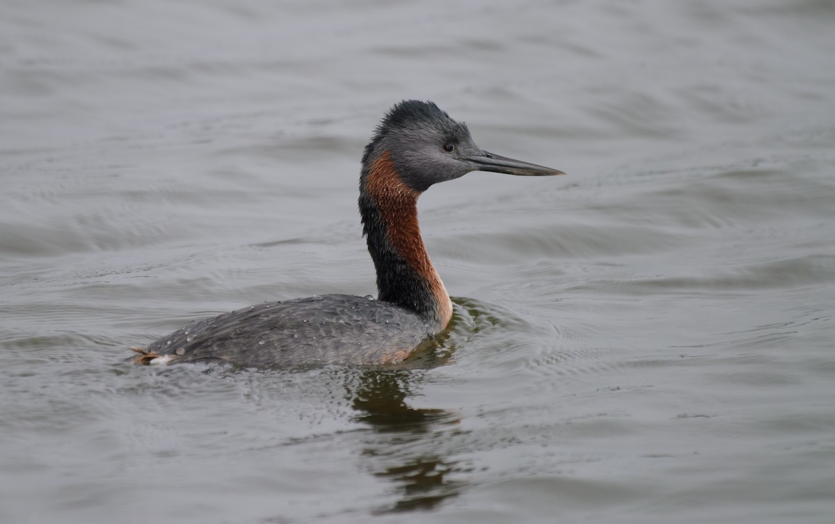 Great Grebe - ML641337690