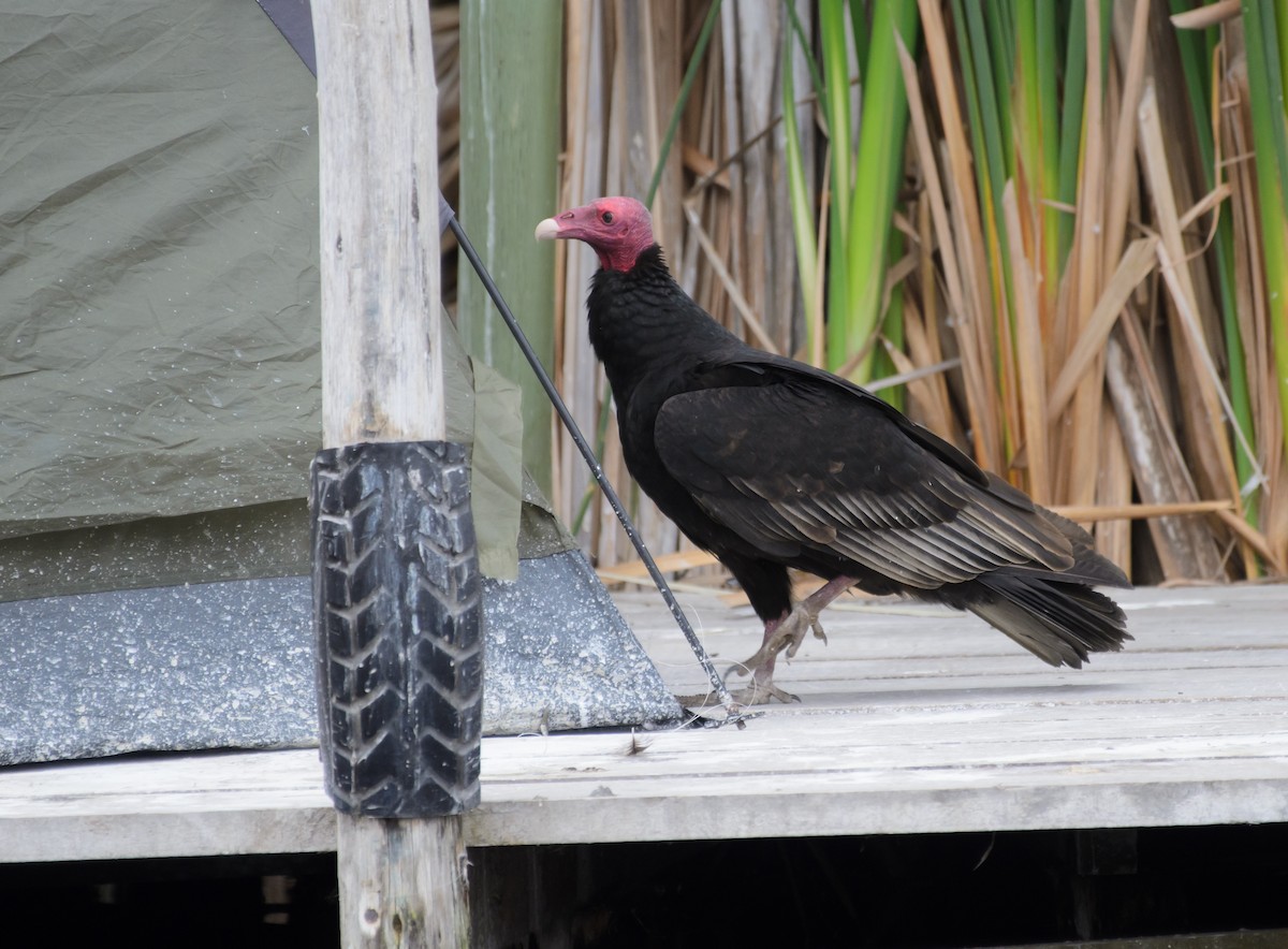 Turkey Vulture - ML641337694