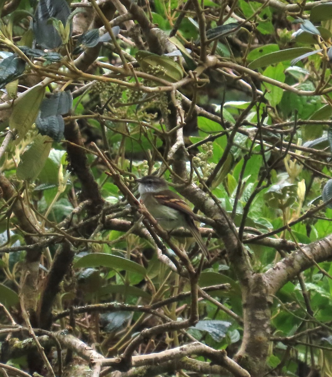 White-throated Tyrannulet - ML641337695