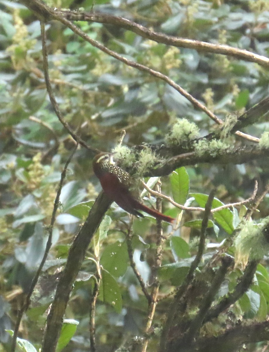 Pearled Treerunner - ML641337709