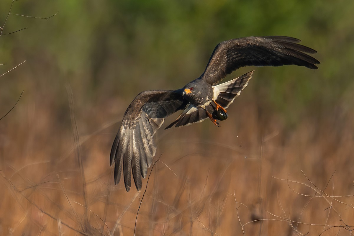 Snail Kite - ML641337713