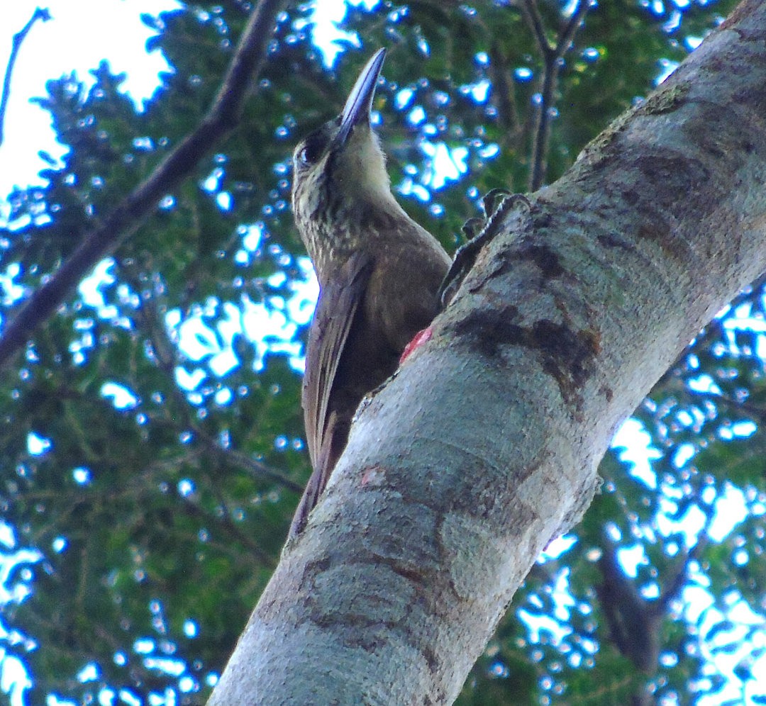 White-throated Woodcreeper - ML641337722